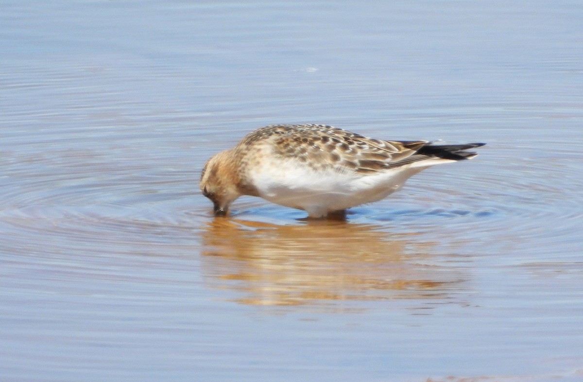 Baird's Sandpiper - ML641031451