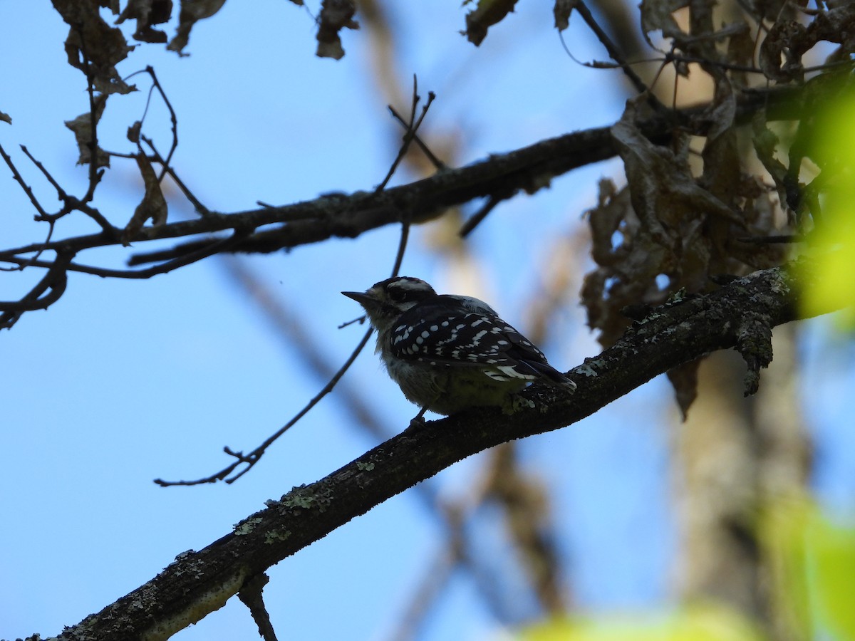 Downy Woodpecker - ML641031492