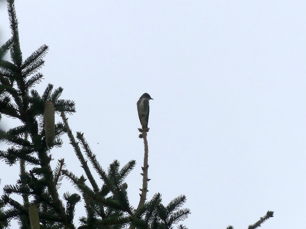 Olive-sided Flycatcher - ML641031500