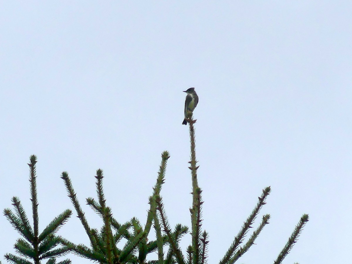 Olive-sided Flycatcher - ML641031504