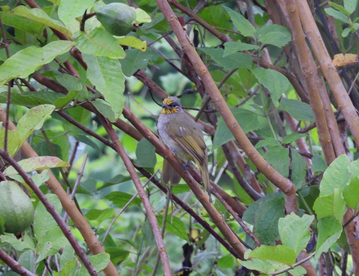 Stripe-throated Bulbul - ML641031505