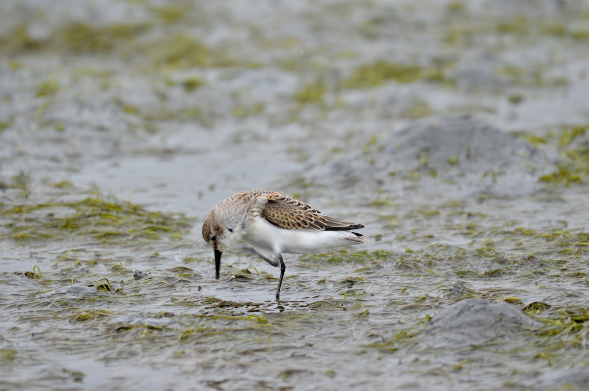 Western Sandpiper - ML641031572