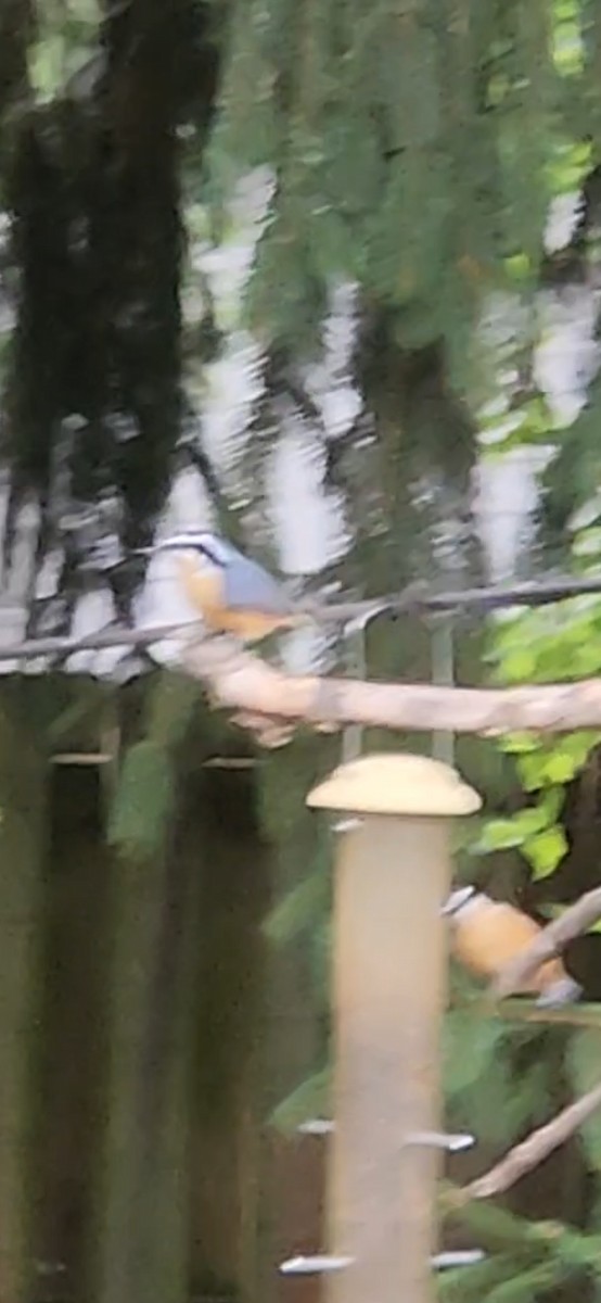 Red-breasted Nuthatch - ML641031584