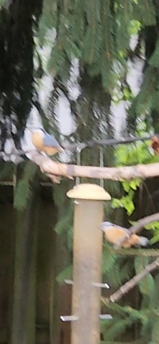Red-breasted Nuthatch - ML641031585