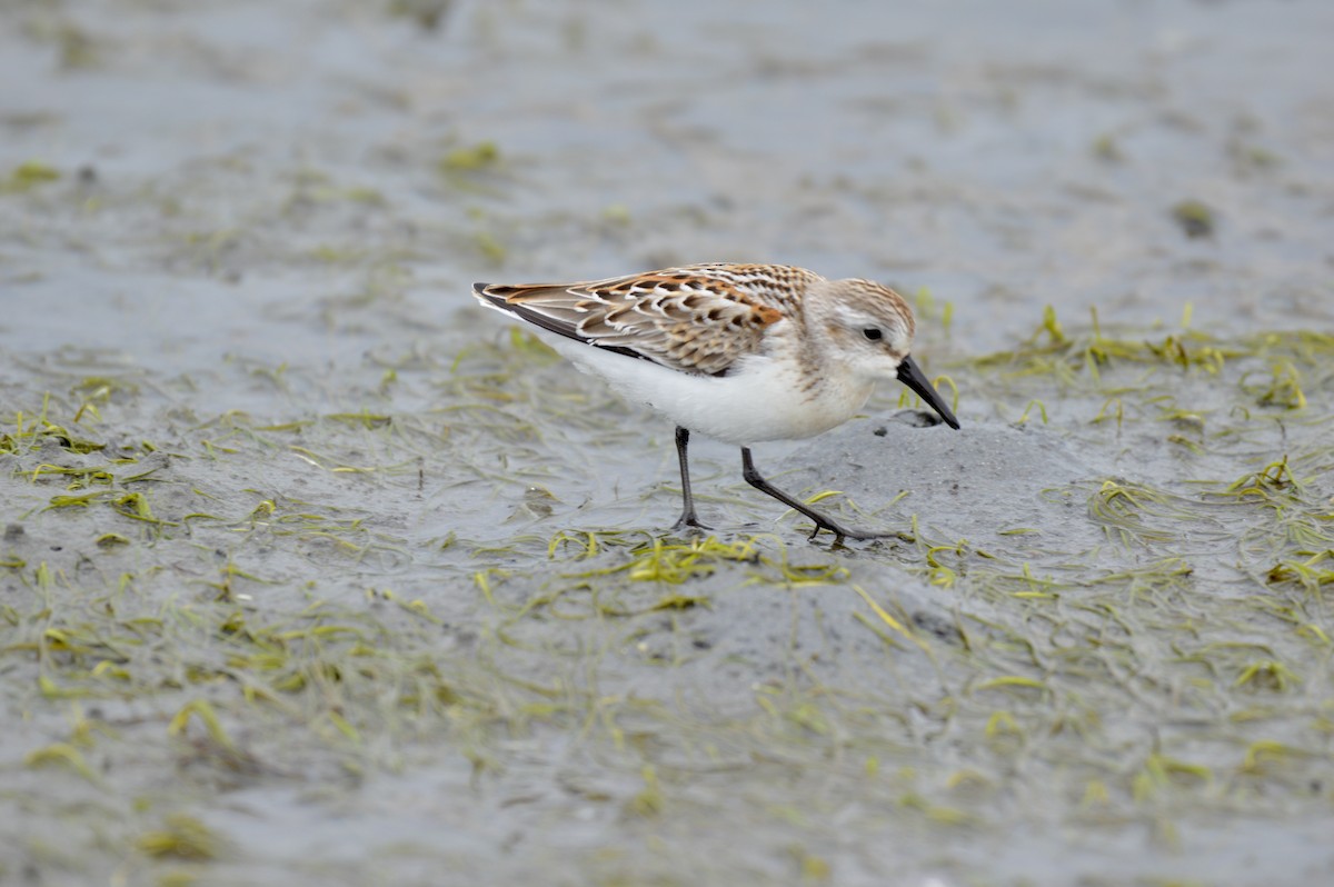 Western Sandpiper - ML641031595