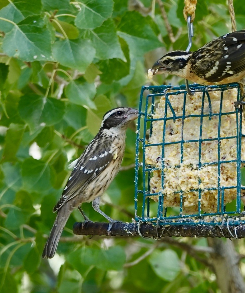 Rose-breasted Grosbeak - ML641031624