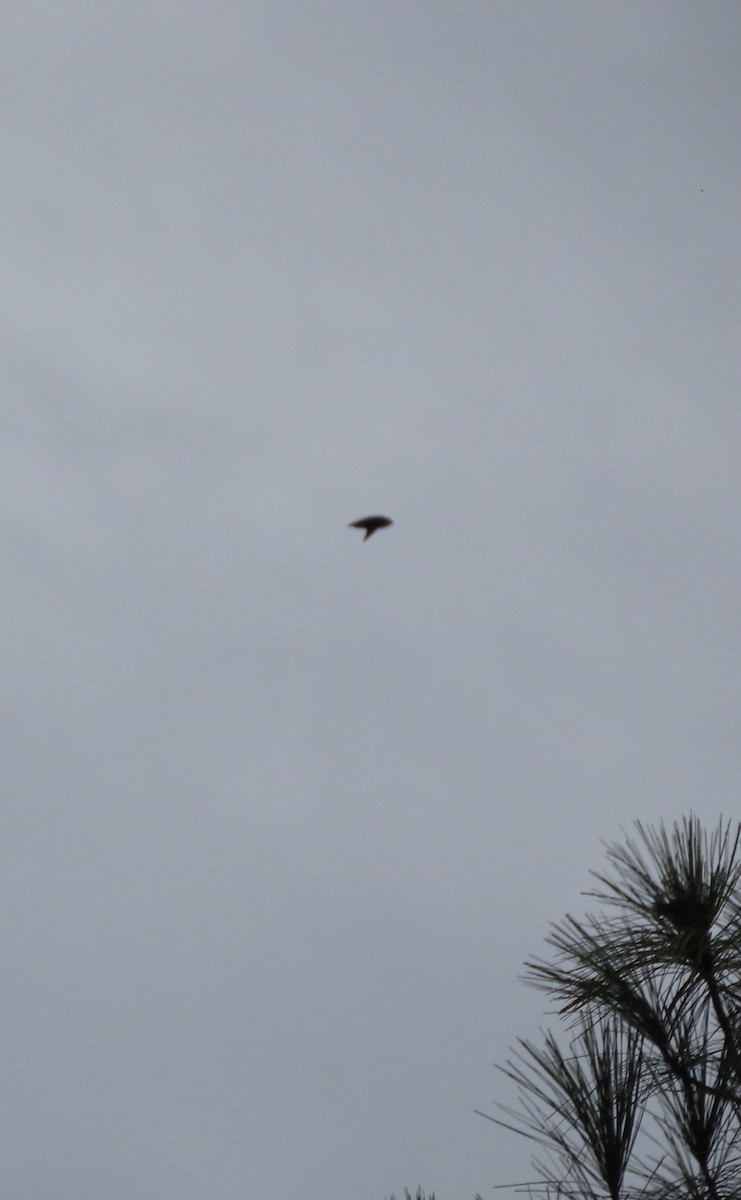 Chimney Swift - ML641031629
