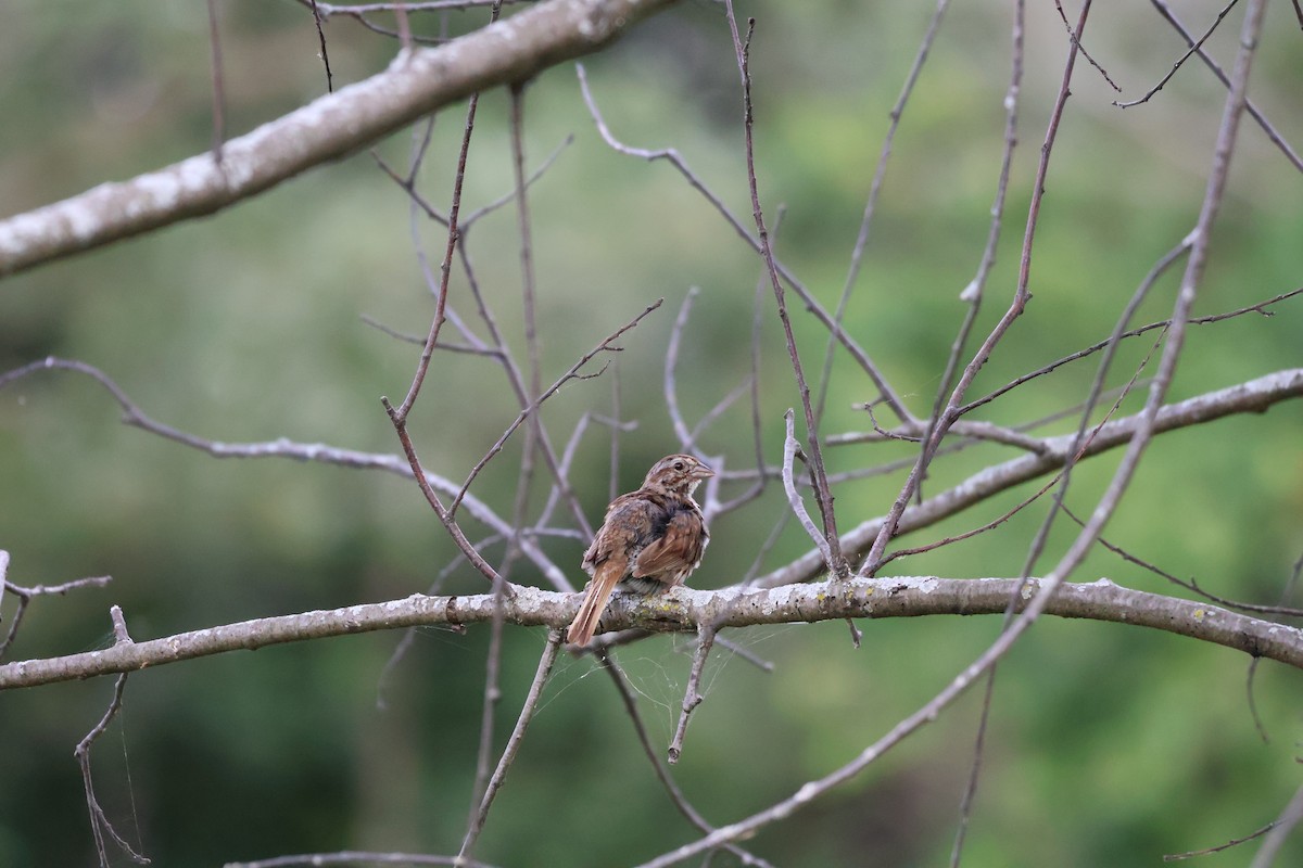Song Sparrow - ML641031699