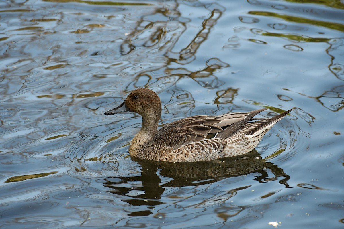 Codone - ML641031709