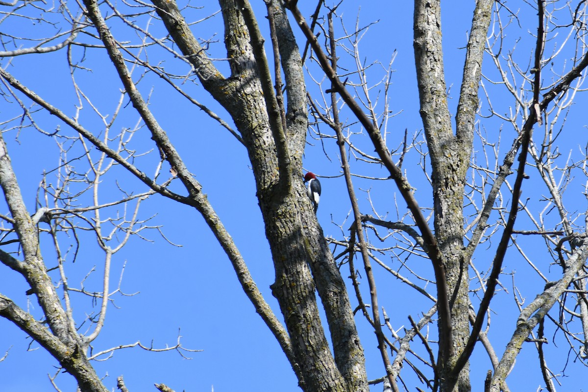 Red-headed Woodpecker - ML641031725