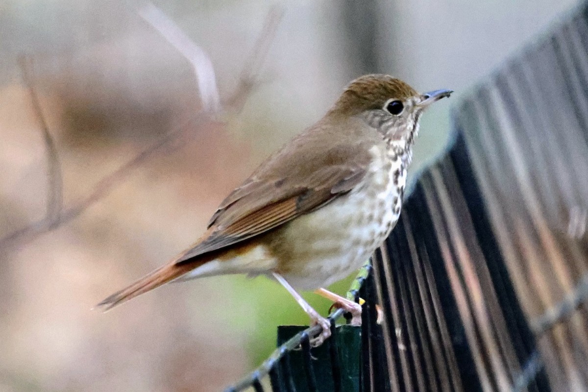 Hermit Thrush - ML641031727