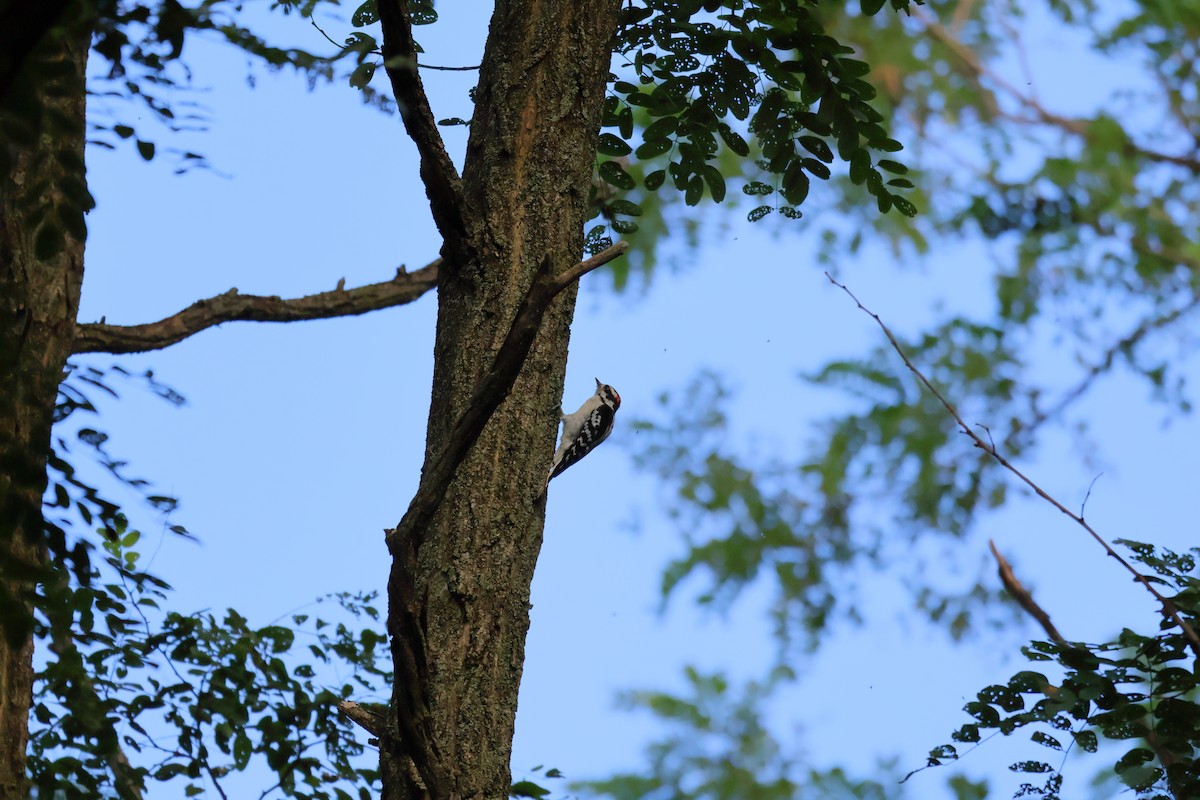 Downy Woodpecker - ML641031730