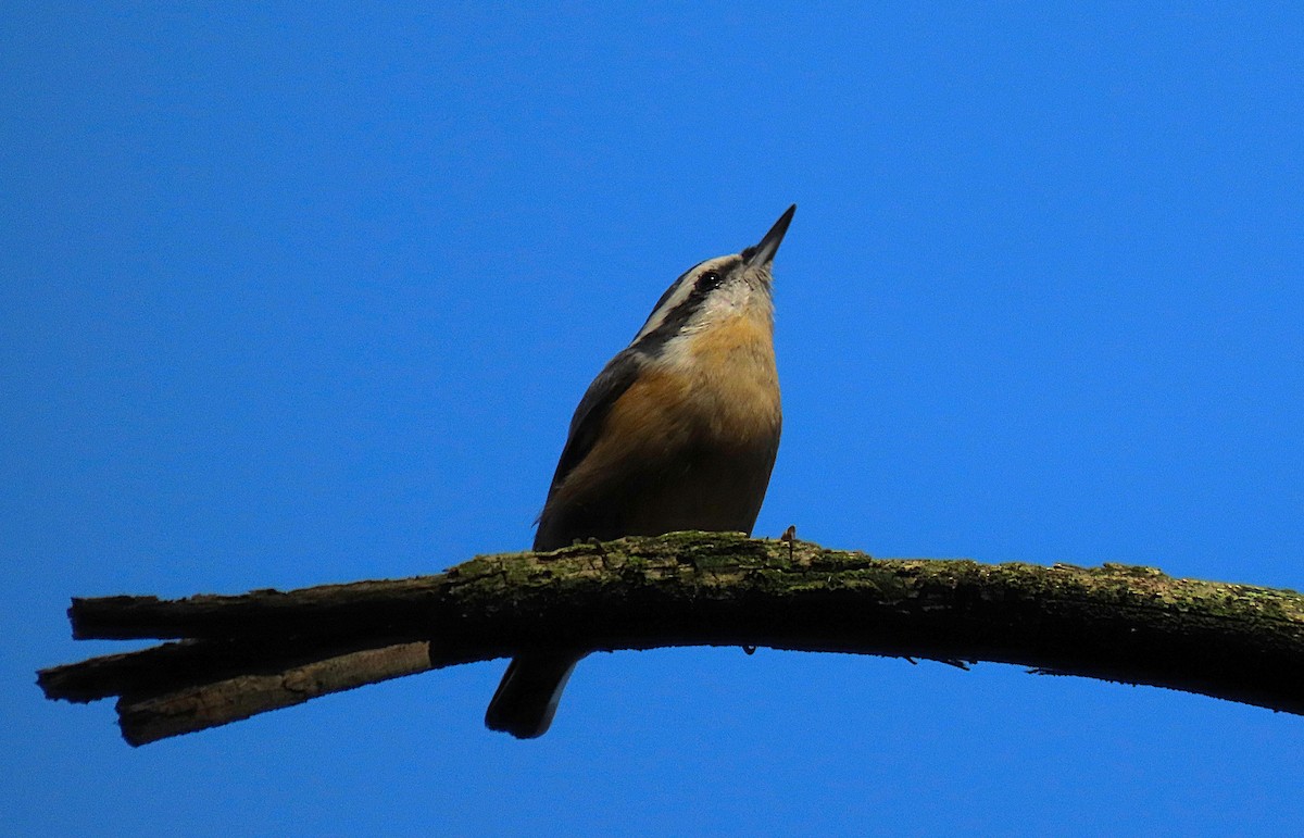 Red-breasted Nuthatch - ML641031775
