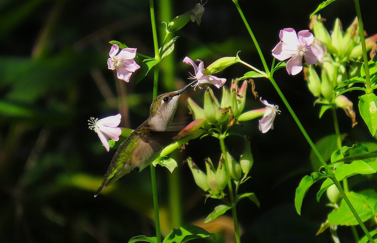 Ruby-throated Hummingbird - ML641031785