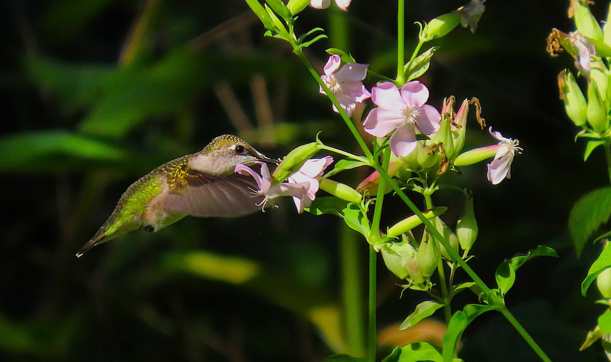 Ruby-throated Hummingbird - ML641031786