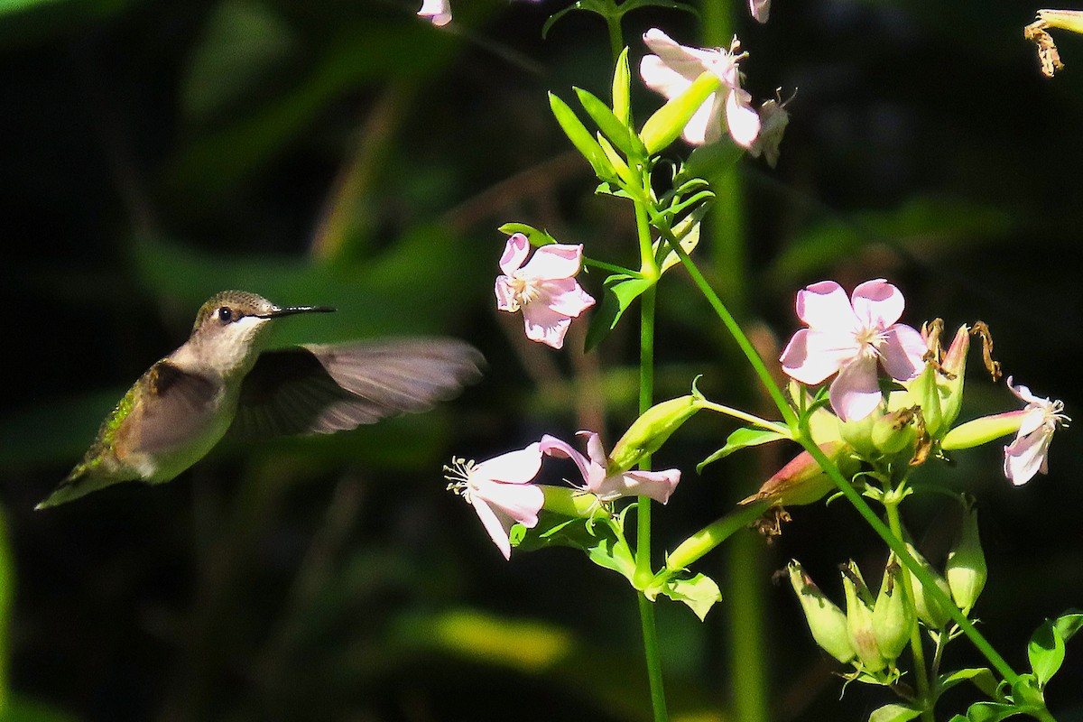 Ruby-throated Hummingbird - ML641031787