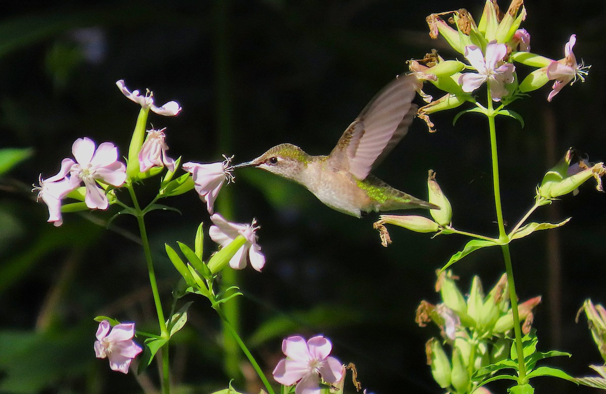 Ruby-throated Hummingbird - ML641031792