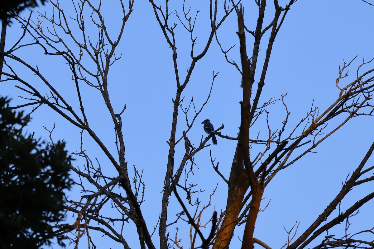 Blue Jay - ML641031835
