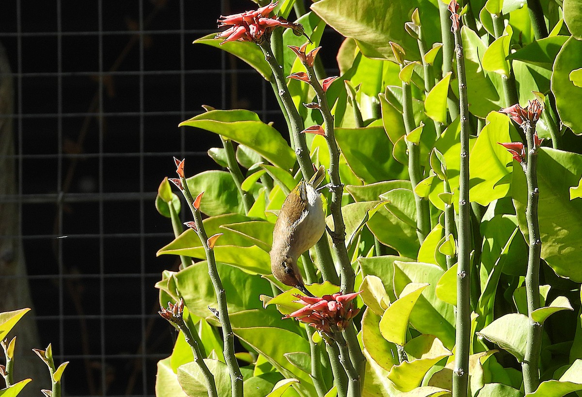 Brown Honeyeater - ML641031848