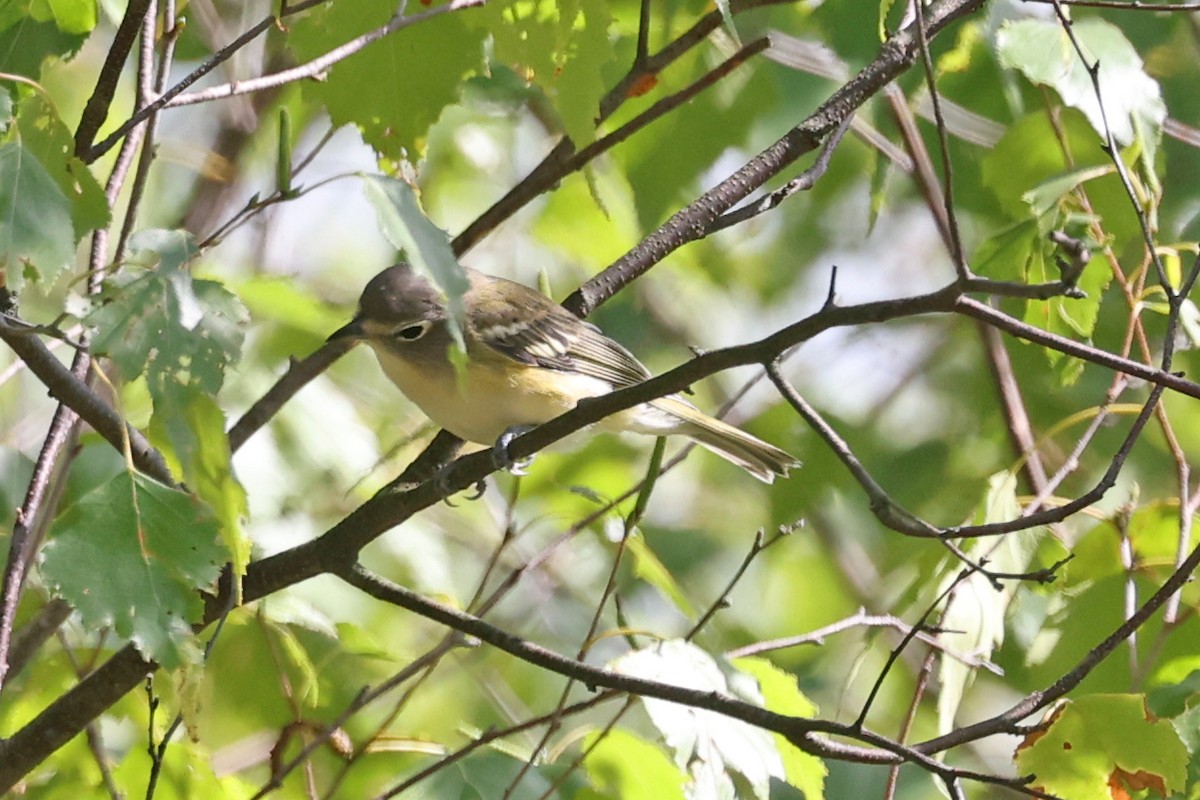 eremittvireo - ML641031861