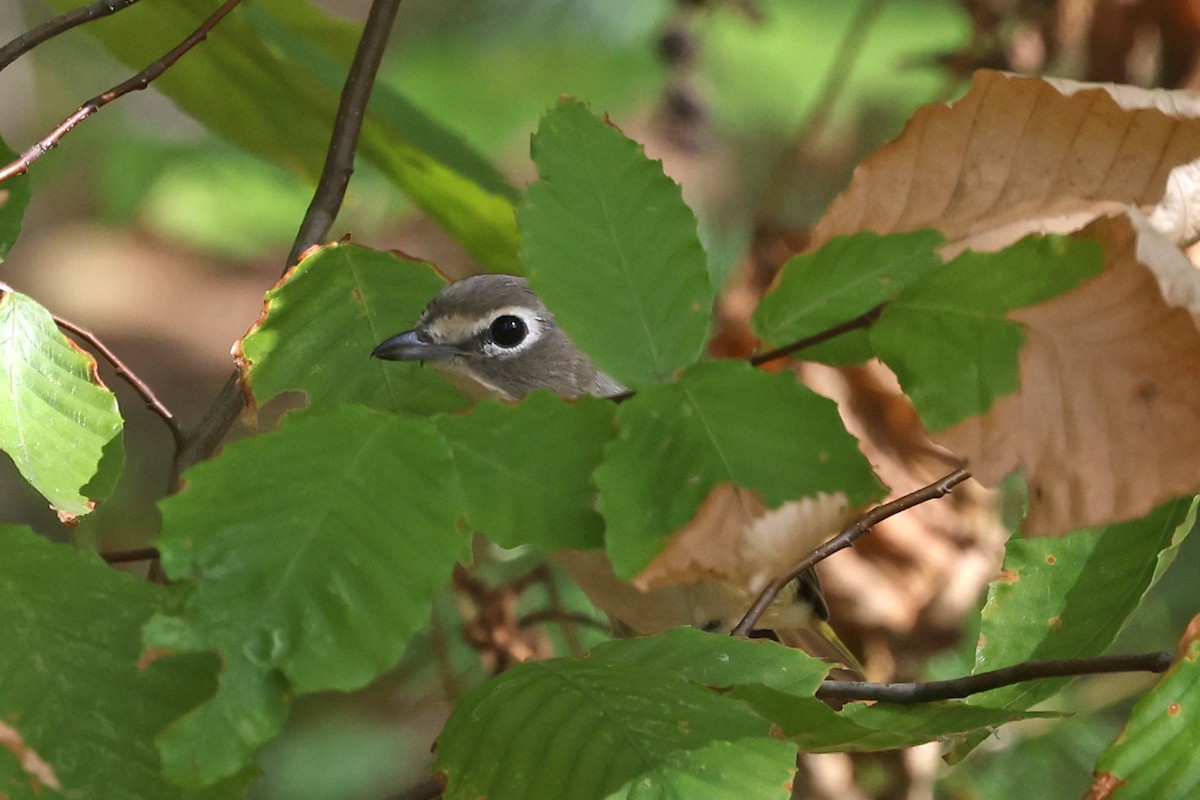 eremittvireo - ML641031862