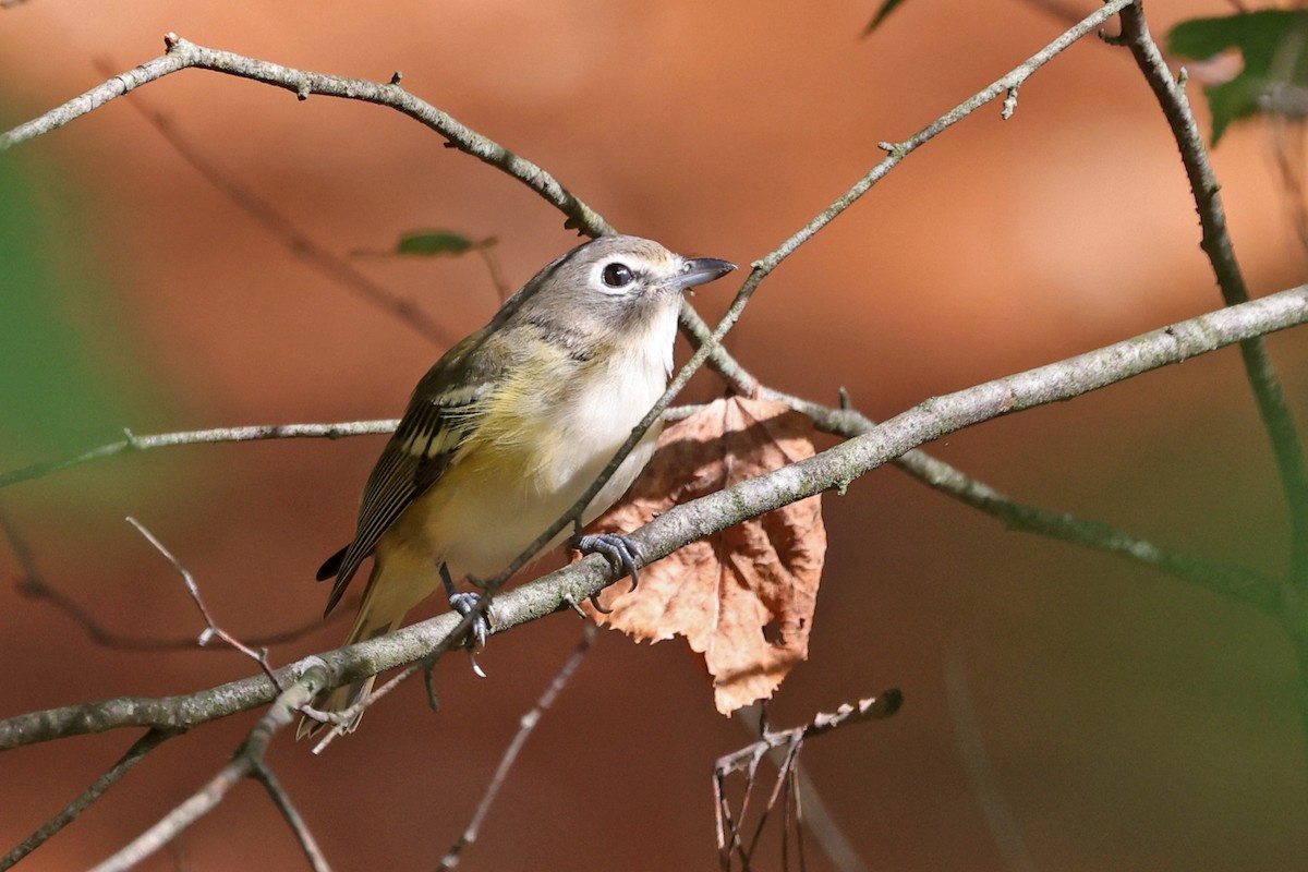 eremittvireo - ML641031863