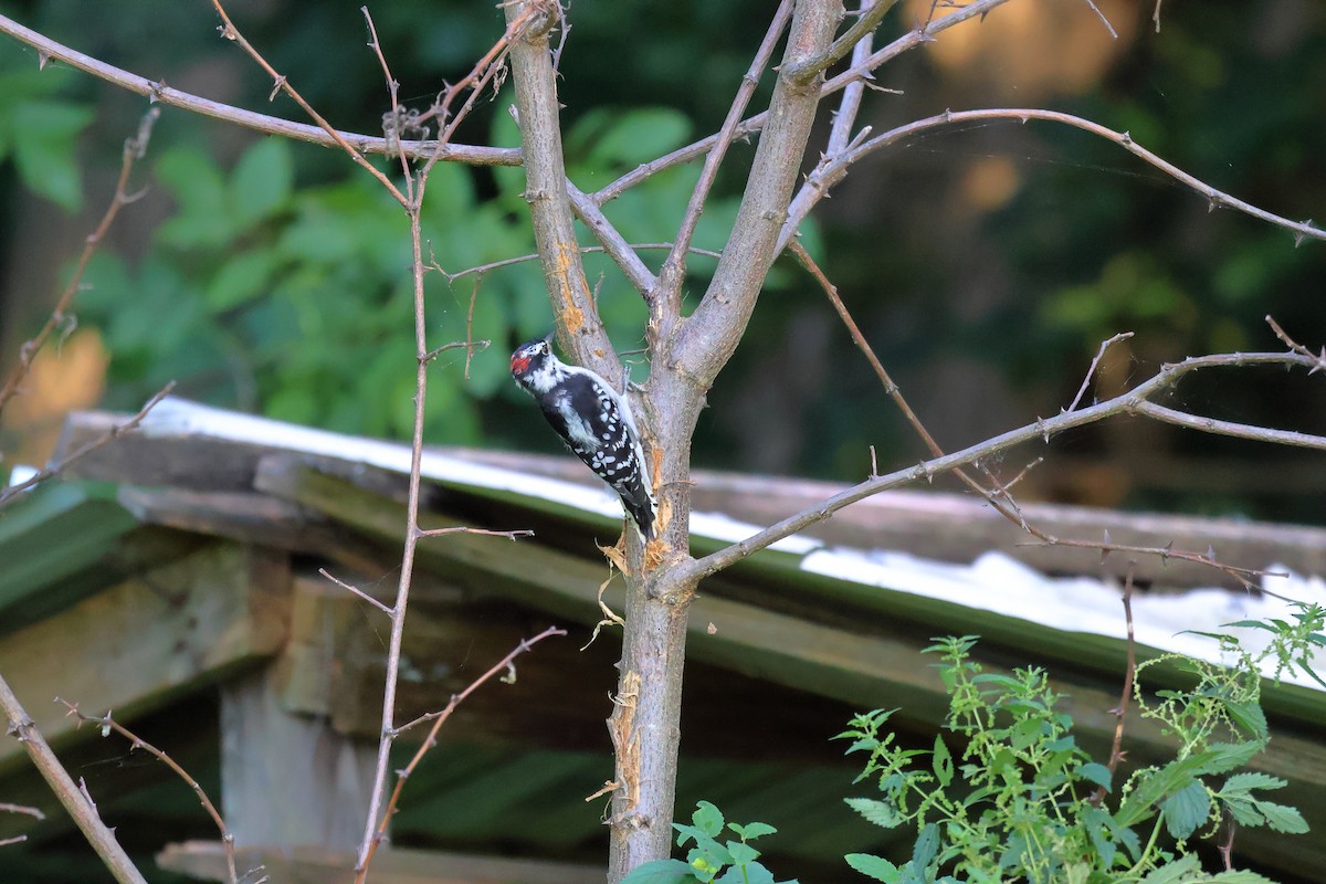 Downy Woodpecker - ML641031868