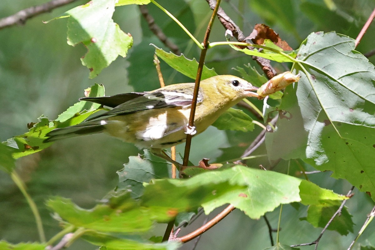 Bay-breasted Warbler - ML641031887