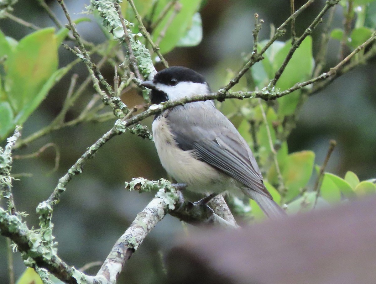 Carolina Chickadee - ML641031919
