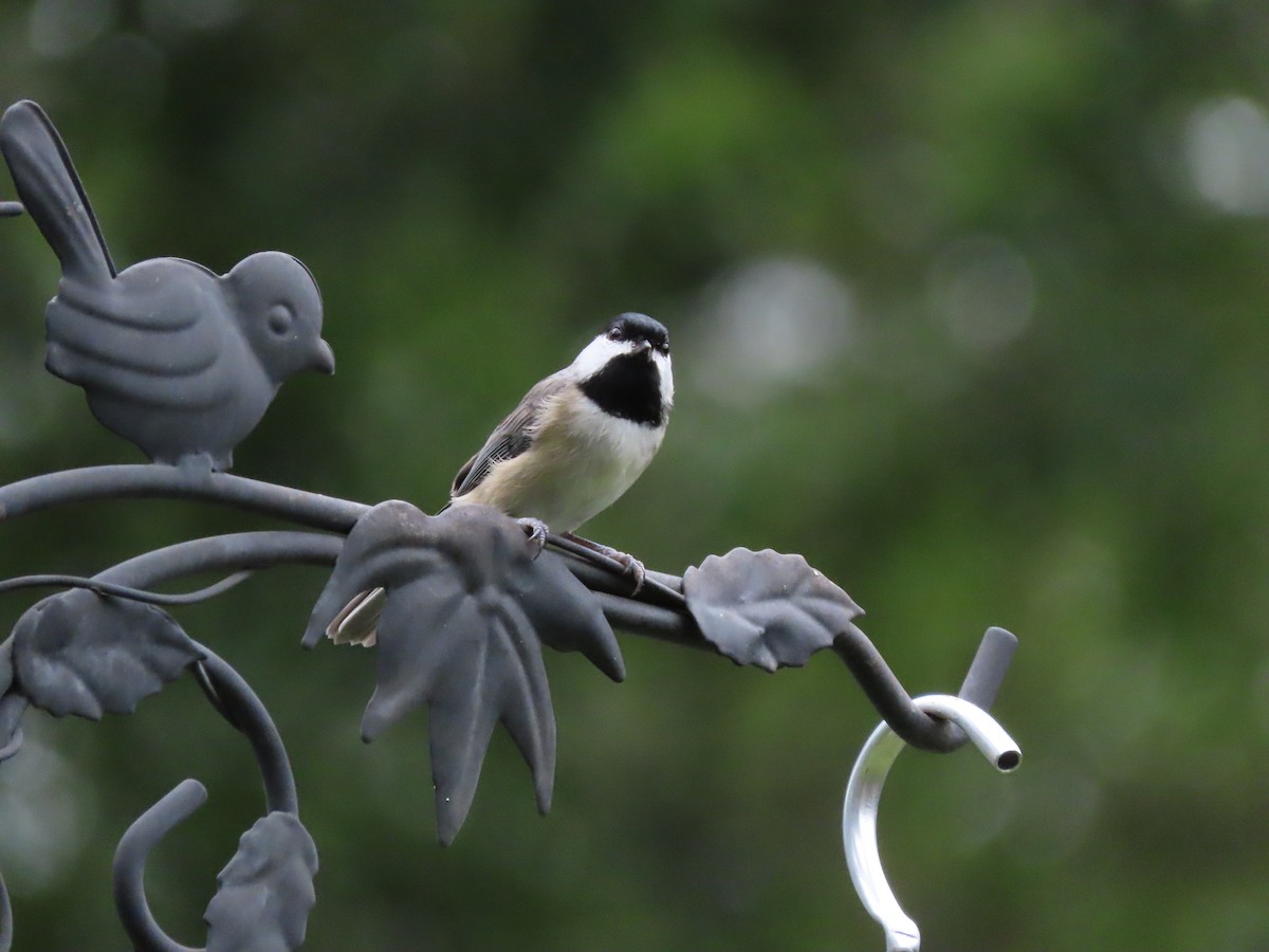 Carolina Chickadee - ML641031921
