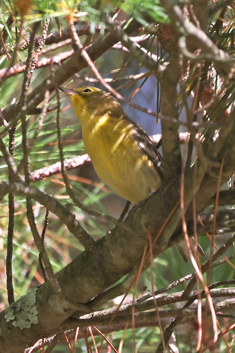 Pine Warbler - ML641031923