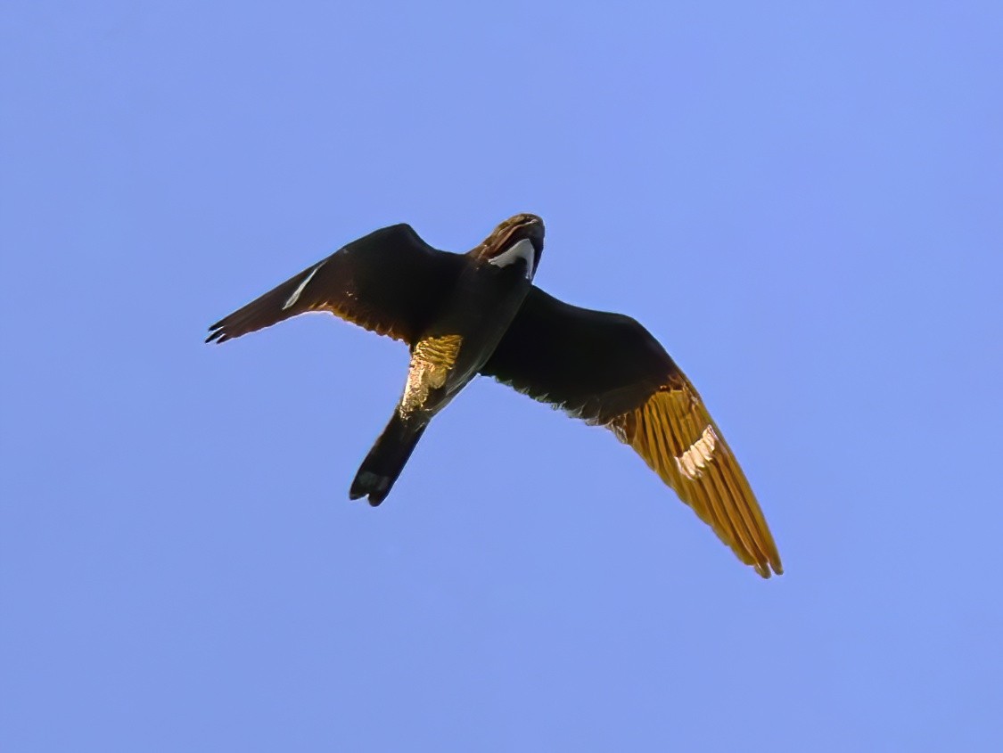Common Nighthawk - ML641031930