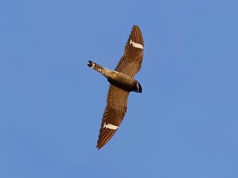 Common Nighthawk - ML641031932