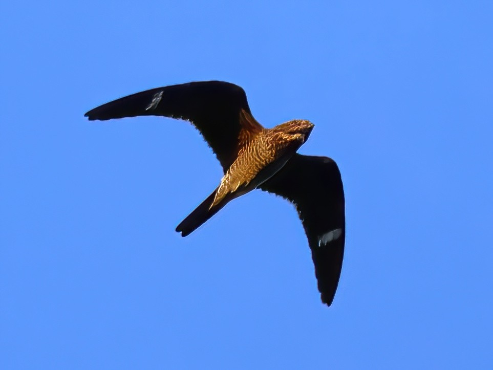 Common Nighthawk - ML641031933