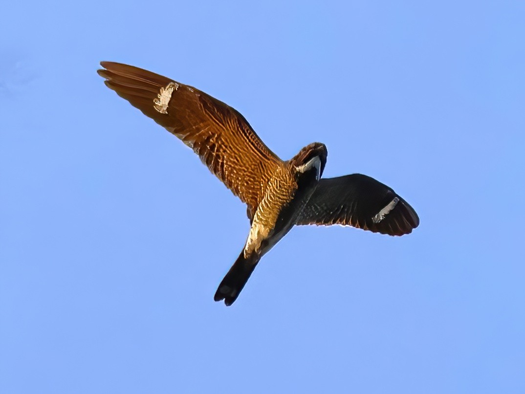 Common Nighthawk - ML641031934