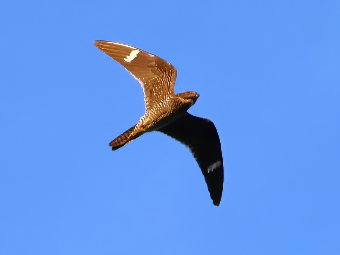 Common Nighthawk - ML641031935