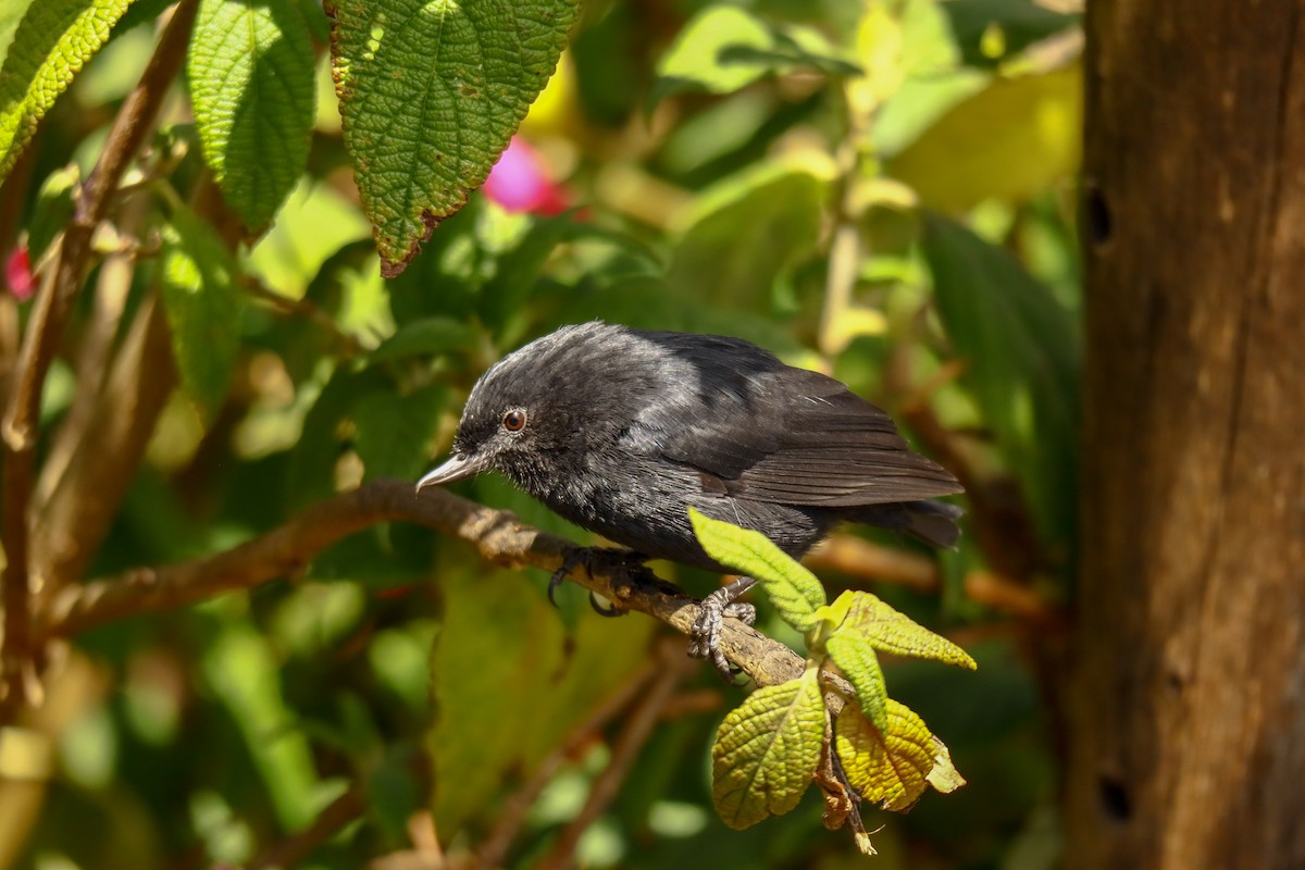 Black Flowerpiercer - ML641031940