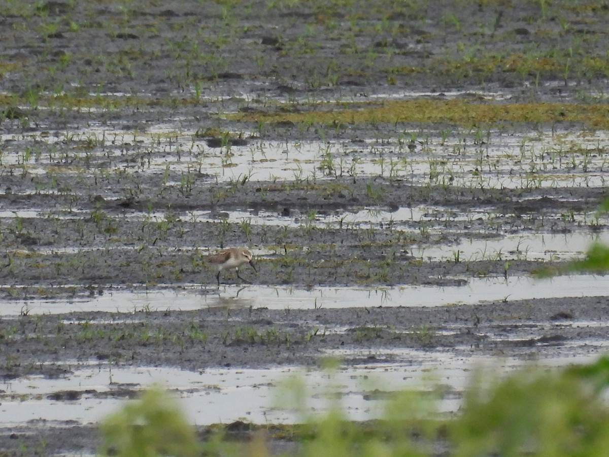Western Sandpiper - ML641031986