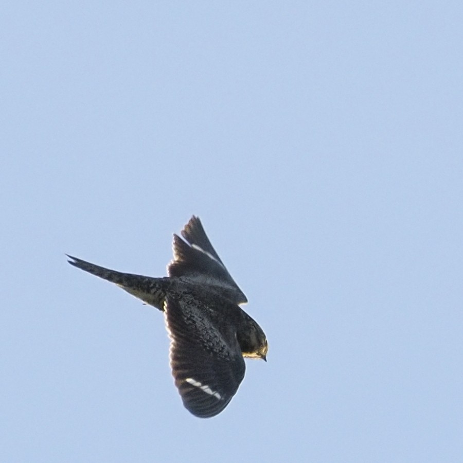Common Nighthawk - ML641032011