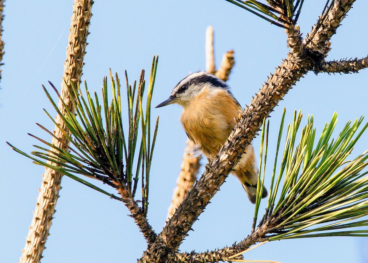 Red-breasted Nuthatch - ML641032036