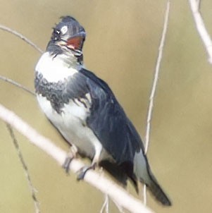 Belted Kingfisher - ML641032049