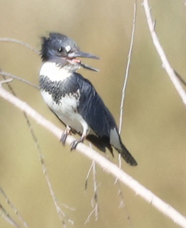 Belted Kingfisher - ML641032051