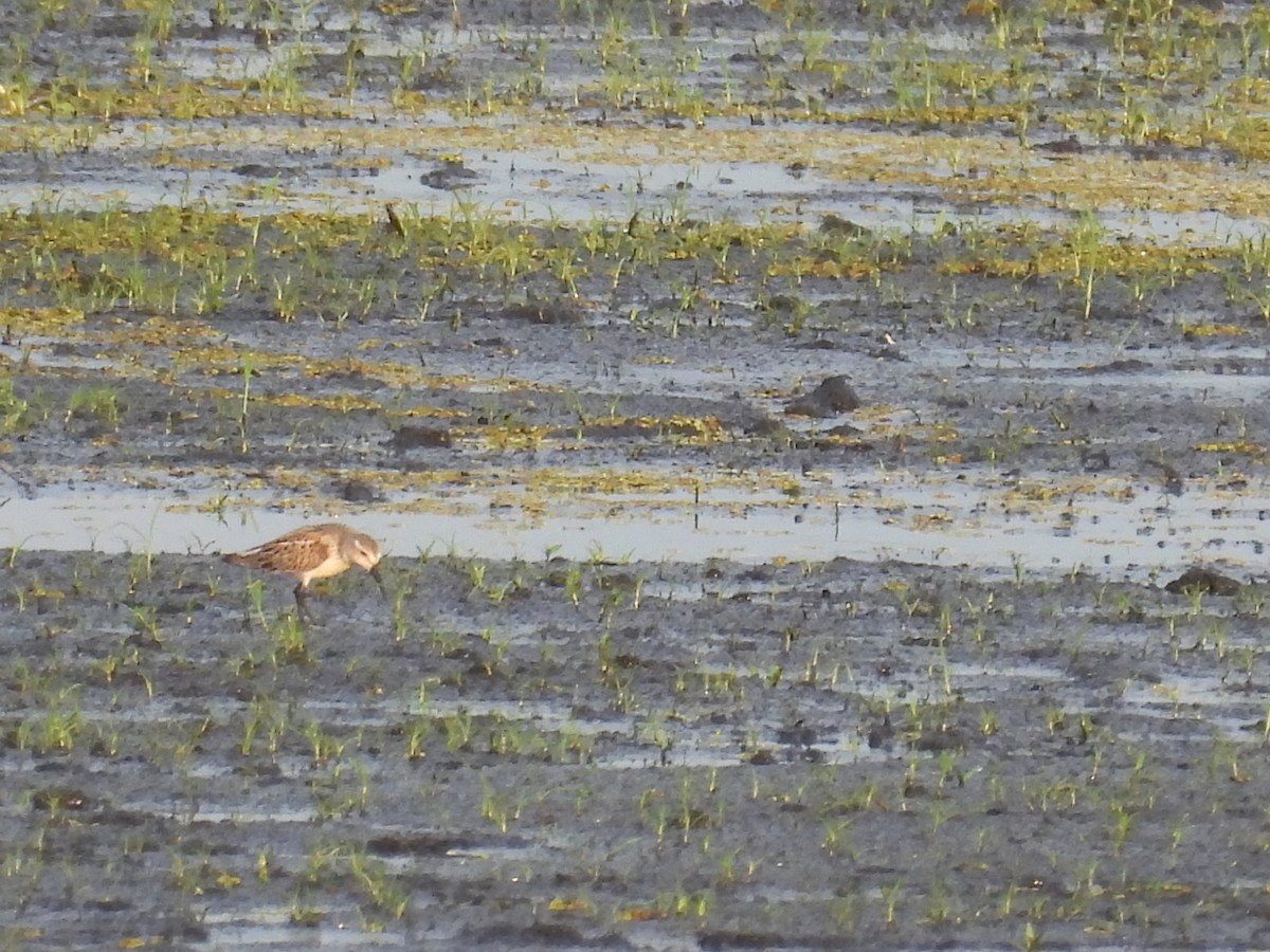 Western Sandpiper - ML641032052