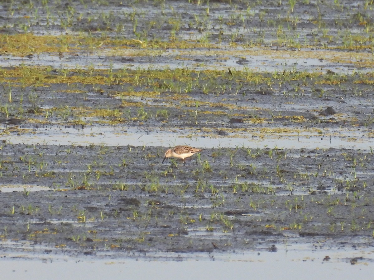 Western Sandpiper - ML641032053