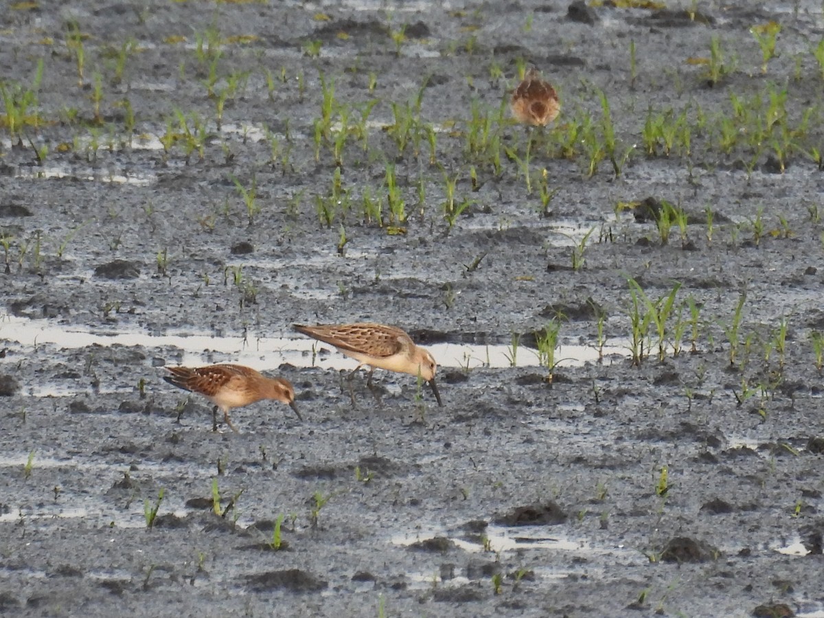 Western Sandpiper - ML641032054