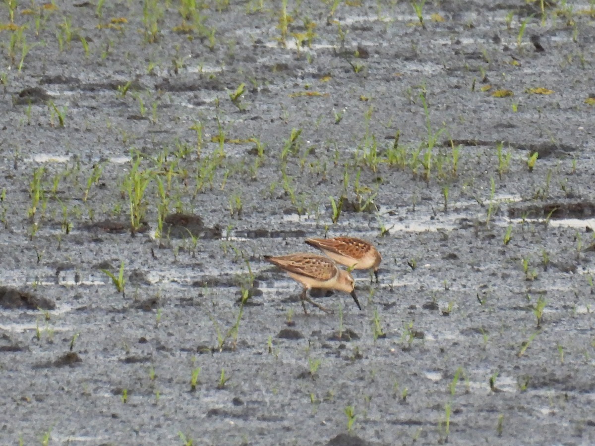 Western Sandpiper - ML641032055