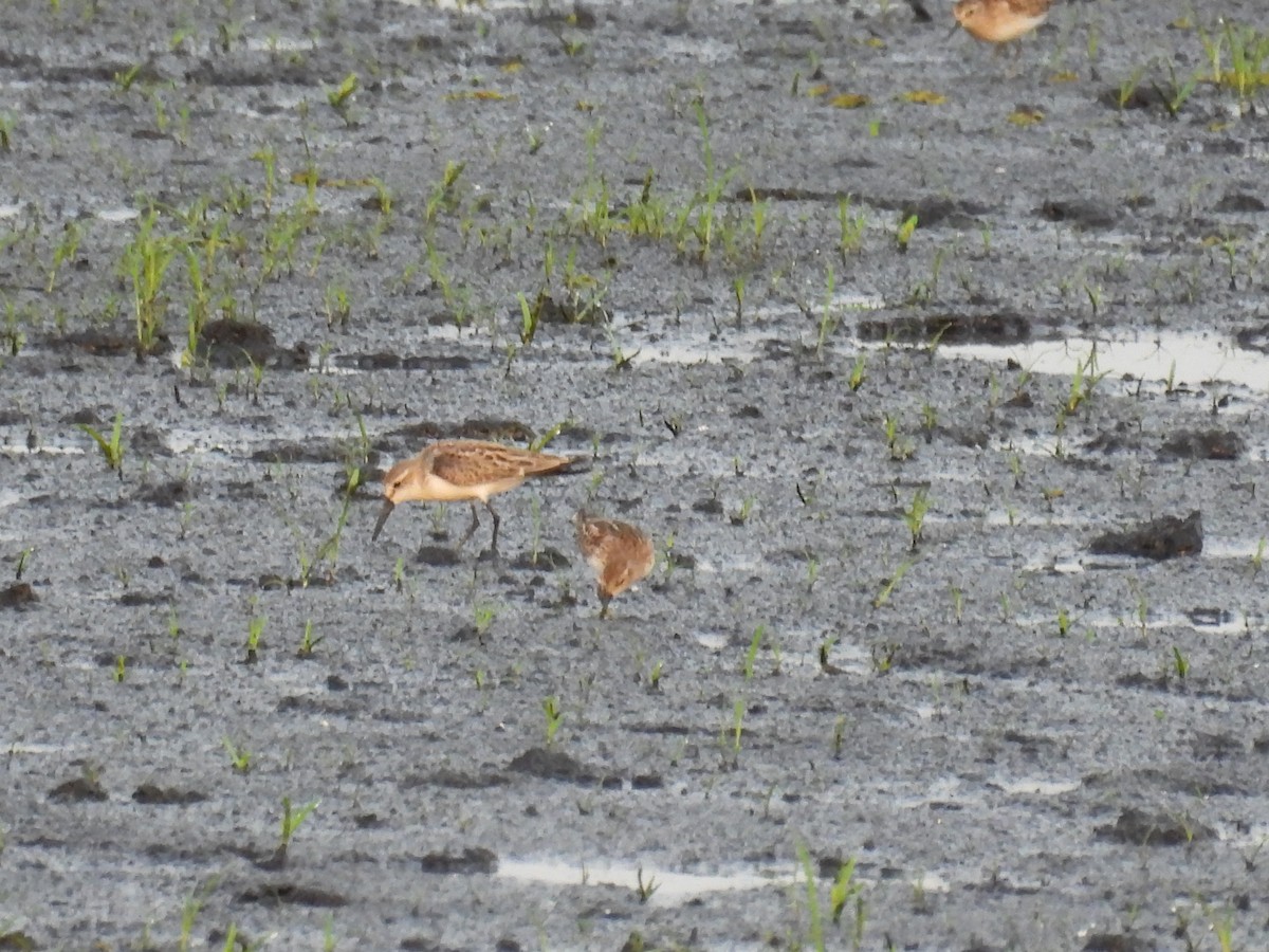 Western Sandpiper - ML641032056