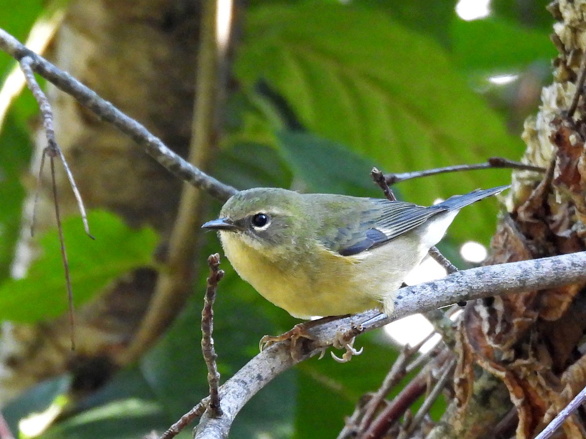 Black-throated Blue Warbler - ML641032061