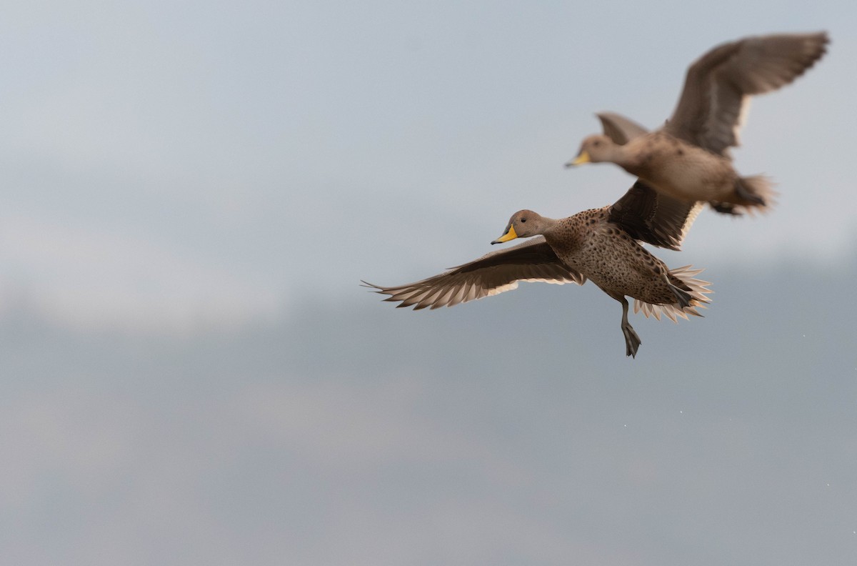 Yellow-billed Pintail - ML641032068