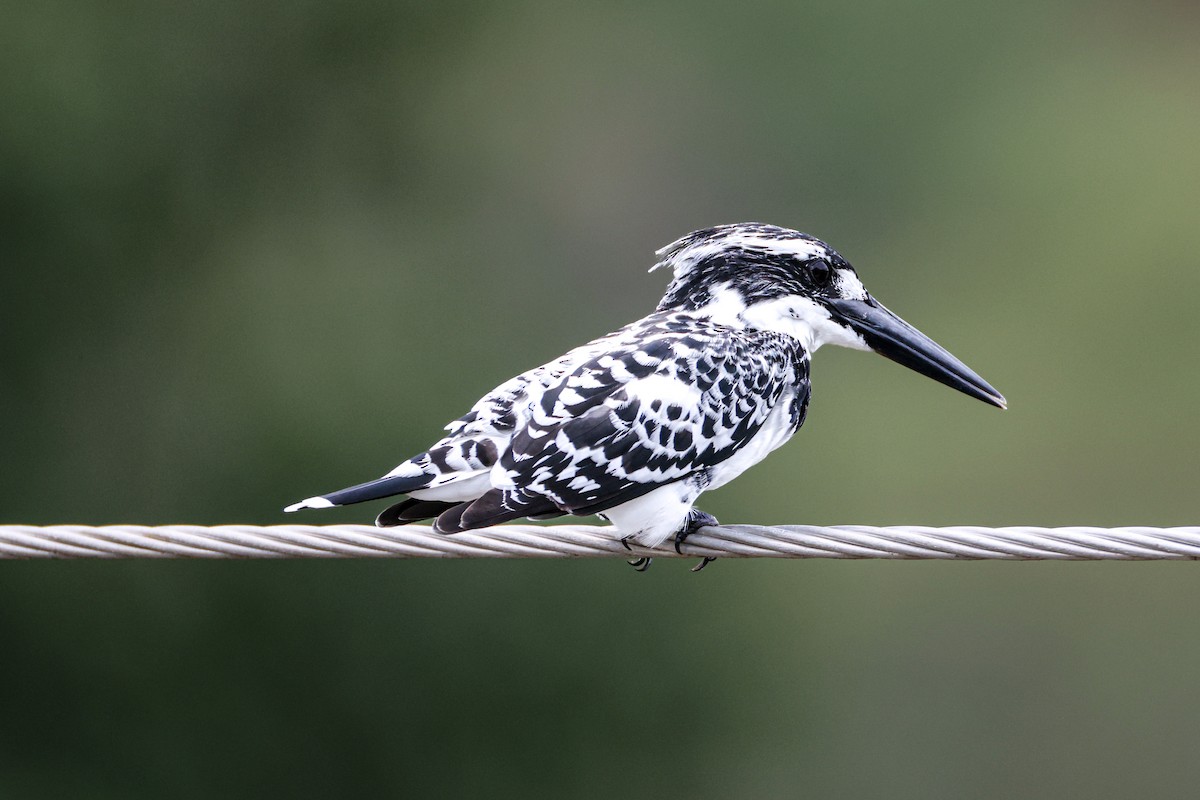 Pied Kingfisher - ML641032069